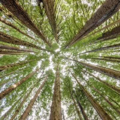 Widok korony drzew od dołu, który przypomina ekspertyza dendrologiczna.