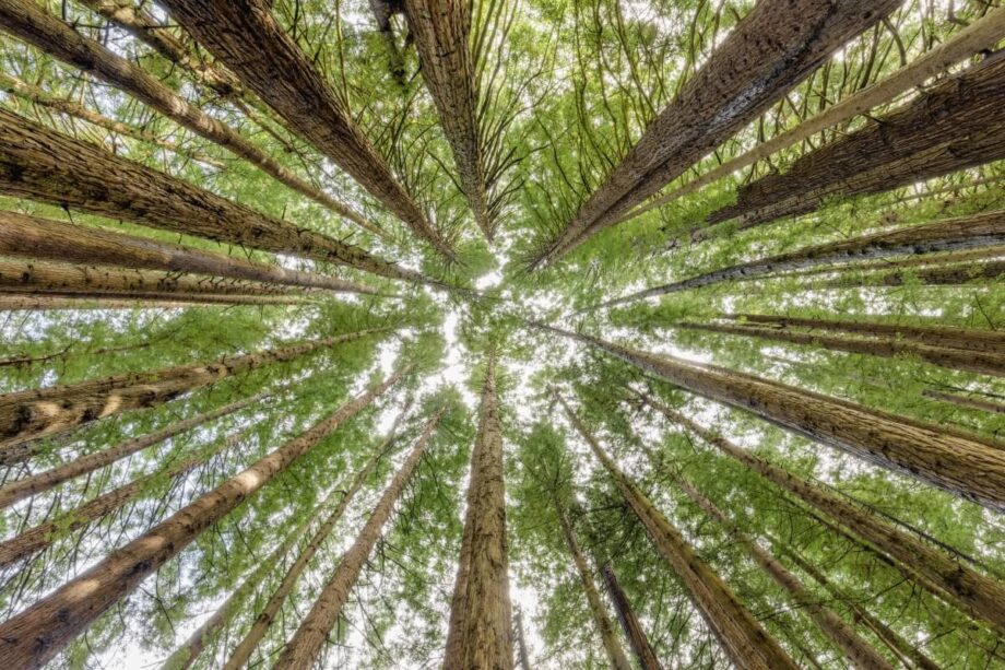 Widok korony drzew od dołu, który przypomina ekspertyza dendrologiczna.