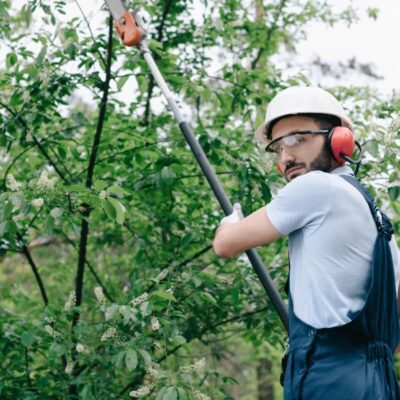 Mężczyzna w kasku i słuchawkach ochronnych przycina gałęzie w ramach pielęgnacji drzew.